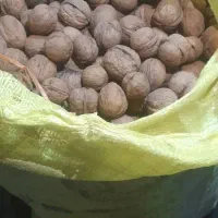 گردو بوانات