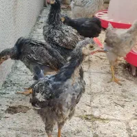 جوجه محلی و جوجه بوقلمون