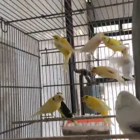 جوجه قناری رنگ روشن
