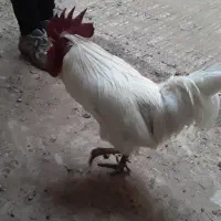 خروس سفید محلی