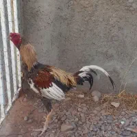 خروس لاری هیکلی بزرگ