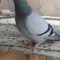 کفتر|پرنده|سبزوار, صالح آباد|دیوار