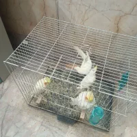 جوجه عروس هلندی