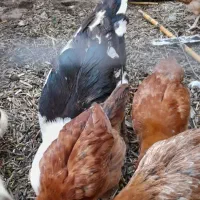 اردک خارجی و جوجه اردک و جوجه محلی کرچ شو