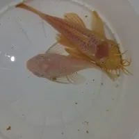 لجنخوار پوزه بوته ای|ماهی|تهران, نازی‌آباد|دیوار