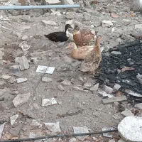 ۴عدد اردک سه تا ماده یکی نرکاکلی