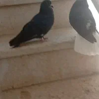 یک جفت کبوتر ذات دار