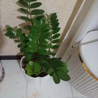 تعداد گل