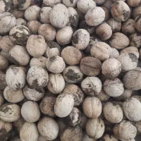 گردو پوست نازک