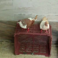 کبوتر|پرنده|فاروج, |دیوار