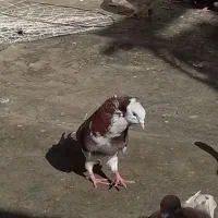 کفتر دم چتری