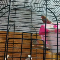 فنچ فول اورنج نرو ماده