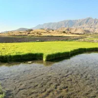 بزر تیم برنج جمع