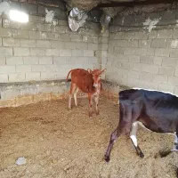 دو عدد گوساله