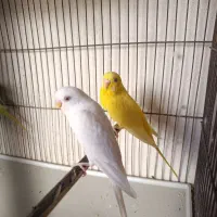 مرغ عشق مولد