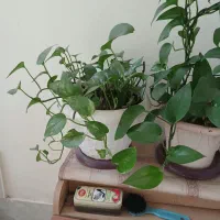 گل طبیعی و گلدان