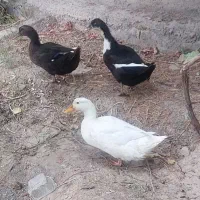 ۳ عدد مرغابی ۶ ماهه بزرگ