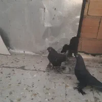 کبوتر