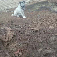 واگزاری سگ گله ادمی