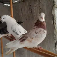 کبوتر دوبال طلا