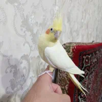 عروس هلندی