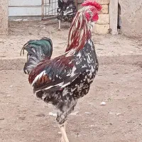 خروس