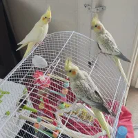 عروس هلندی