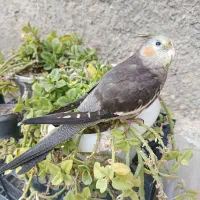 عروس هلندی گم شده