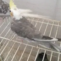 جوجه عروس هلندی 3 ماهه