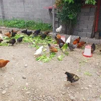 ۲۰ عدد مرغ و ۳ عدد خروس محلی