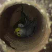 مرغ عشق دوتا ماده ویکی نر