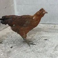 مرغ ریشو کاکلی