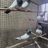 کفتر کله دم سبز
