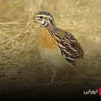 سودآوری با تولید در خانه