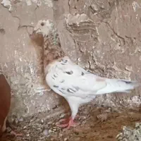 سارسرونج ساده خال بسته پلاکی مسافتی