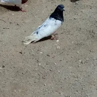 کبوتر‌ گو‌ باش