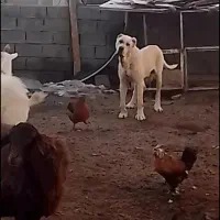 واگذاری سگ فریمان