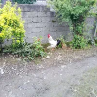 خروس محلی زیر ۱ سال کاملا سالم