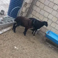 یک جفت بره/گوسفند/بز.