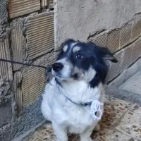 سلام سگ پاکوتاه