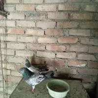 کفتر عالی جفت درجه یک