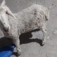 نر سبک بره