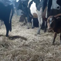 معاوضه گاوبا خودرو