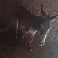 حیوانات