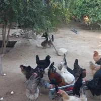 فروش مرغ محلی اصیل