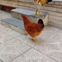 مرغ خروس رسمی