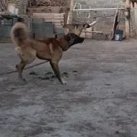 سگ نگهبان