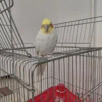 عروس هلندی سخنگو