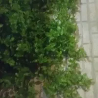 فروش قلمه گل یخ