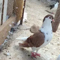 کفترسرسیاه وسینه سفید